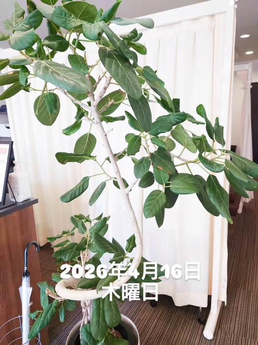 画像1774