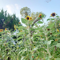 画像2013