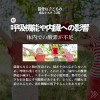 画像262